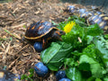 CHERRY HEAD RED-FOOTED TORTOISE