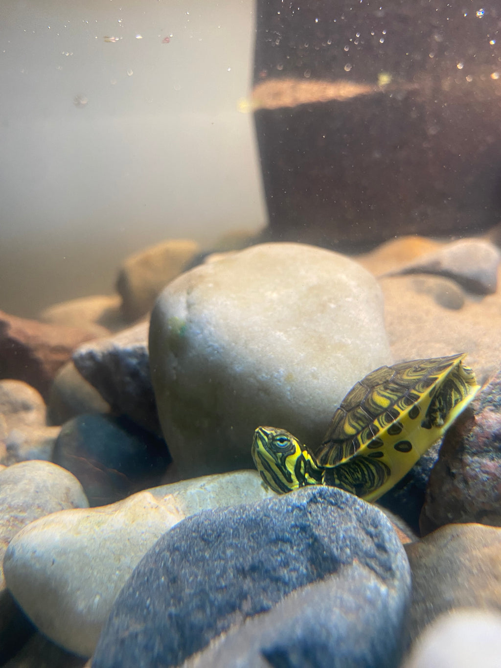 YELLOW-BELLIED SLIDER TURTLE