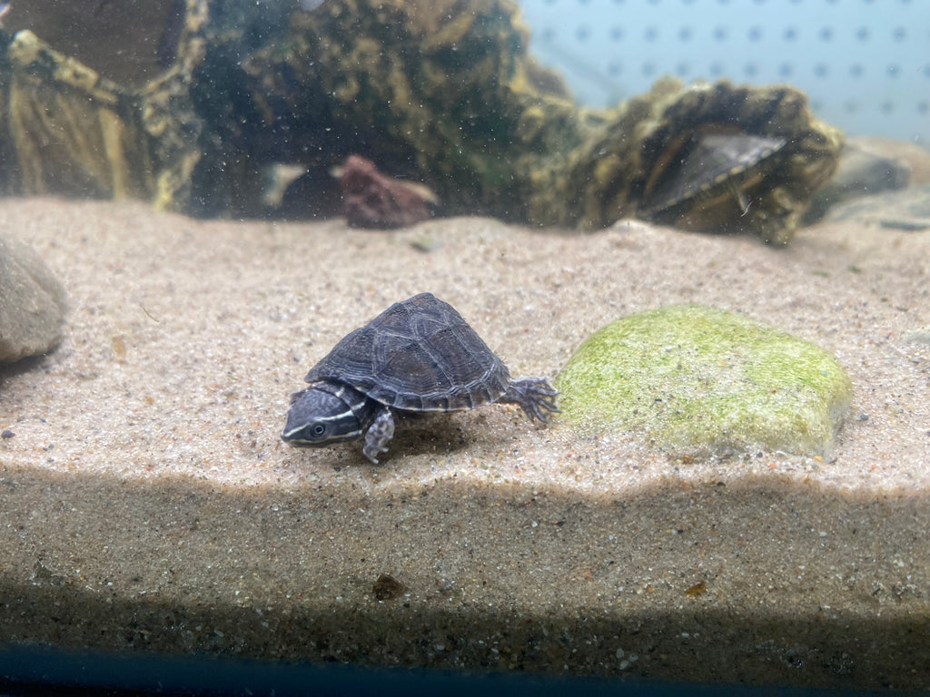 STINKPOT MUSK TURTLE