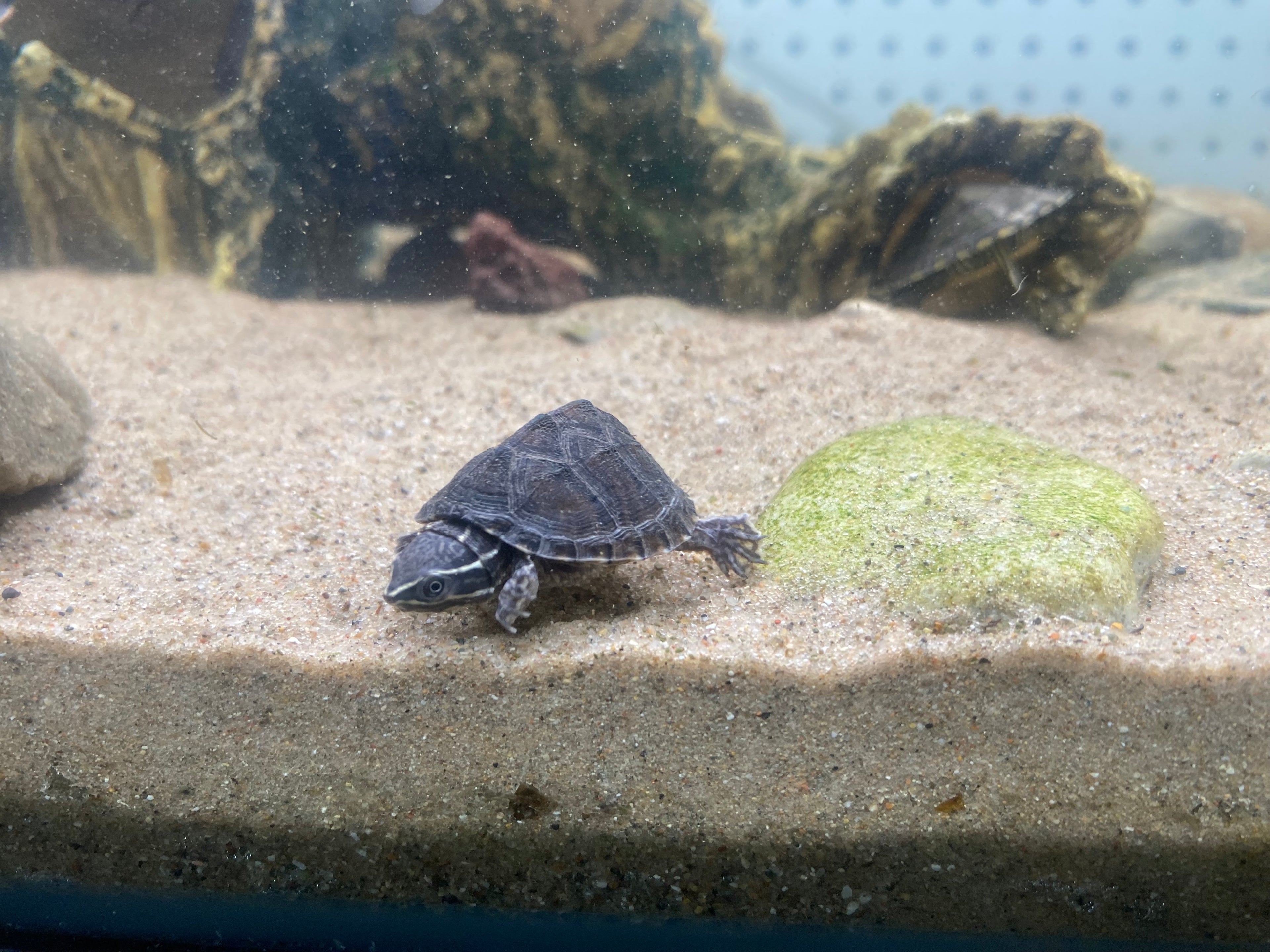 STINKPOT MUSK TURTLE