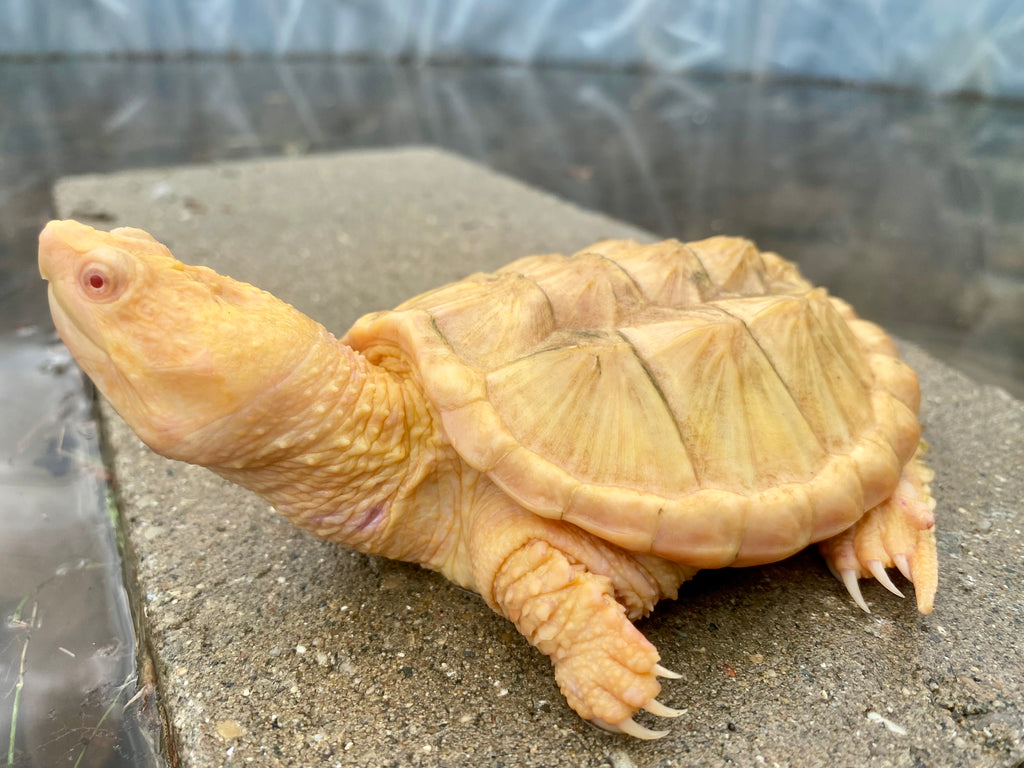 ALBINO COMMON SNAPPING TURTLE