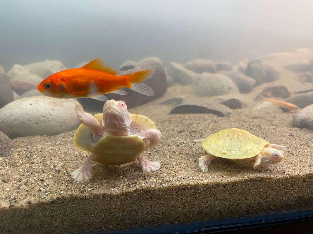 ALBINO RED-EARED SLIDER