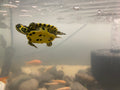 YELLOW-BELLIED SLIDER TURTLE