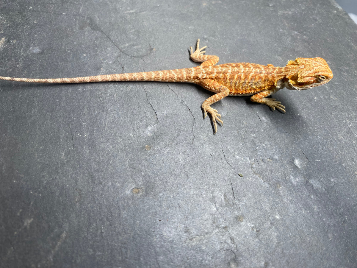BEARDED DRAGON (012)