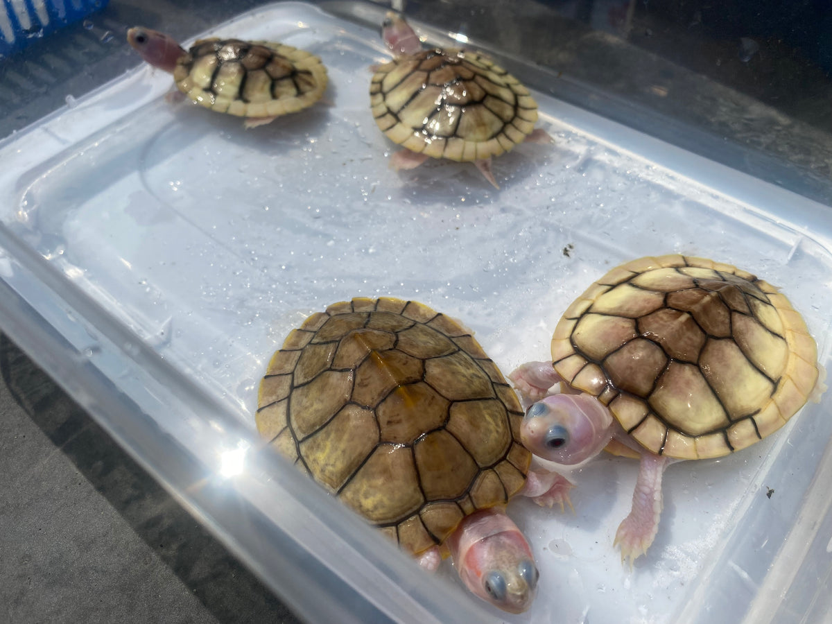 CARAMEL PINK ALBINO RED-EARED SLIDER TURTLE