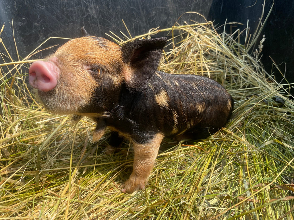 MINI PIGS