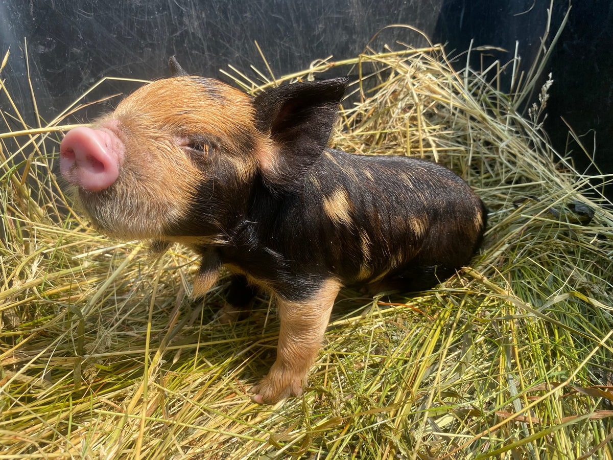 MINI PIGS
