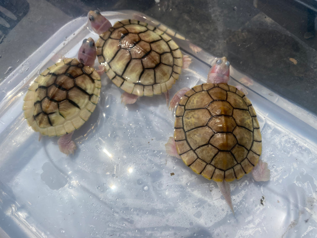 CARAMEL PINK ALBINO RED-EARED SLIDER TURTLE