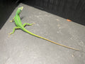 GREEN ANOLE