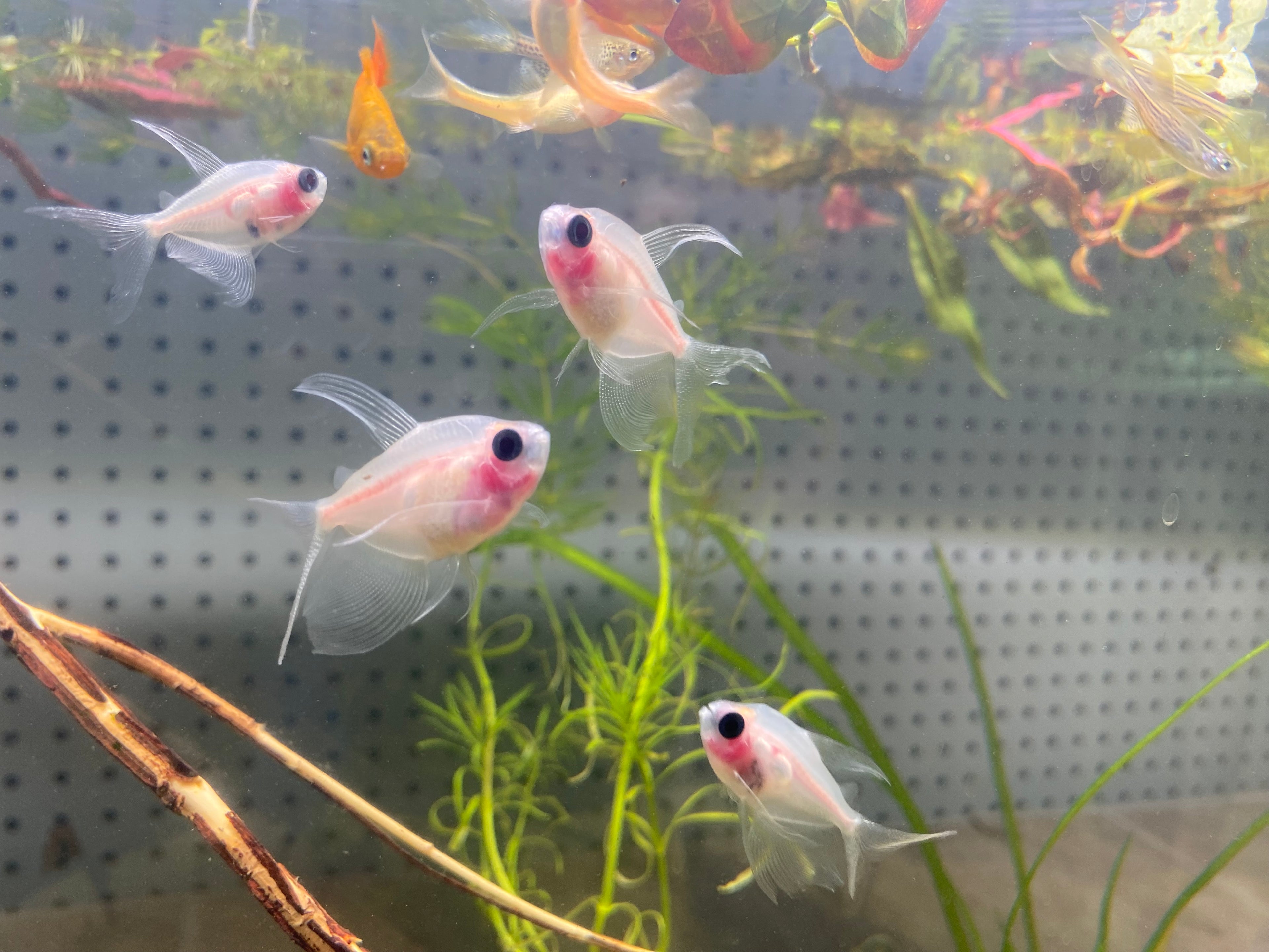X-RAY TETRA