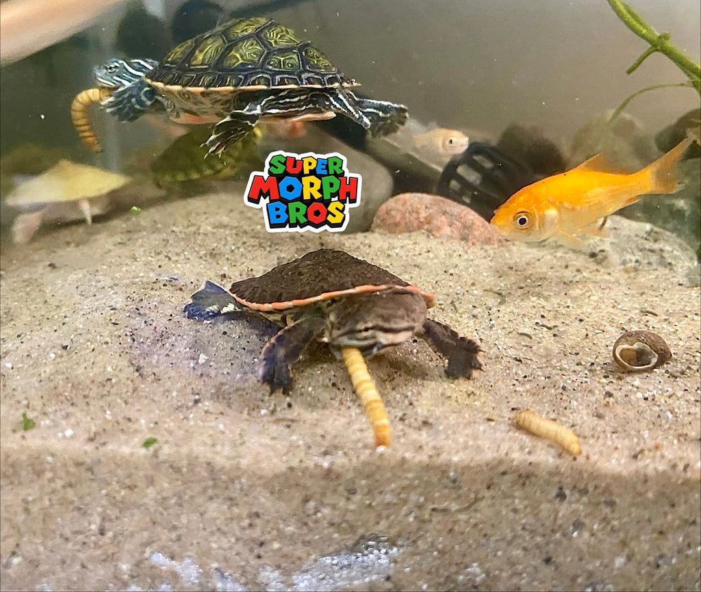 GEOFFROY'S SIDE-NECKED TURTLE