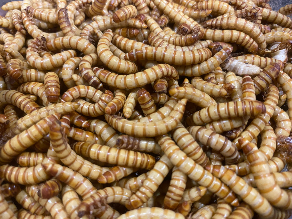 GIANT MEALWORMS