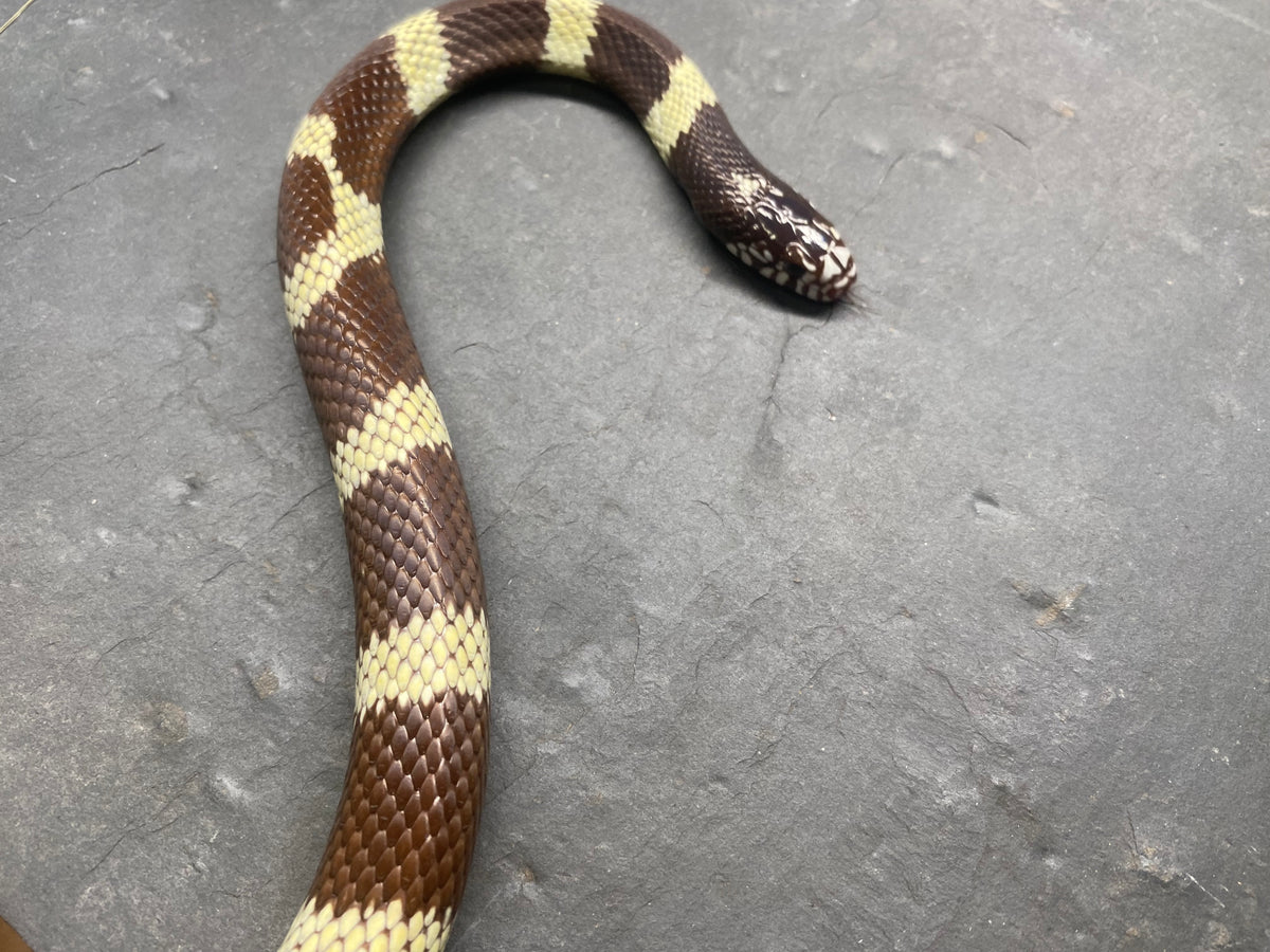 CALIFORNIA KING SNAKE