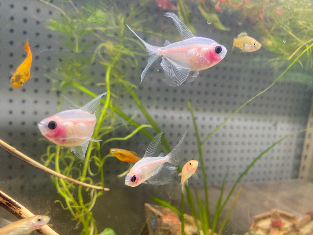 X-RAY TETRA