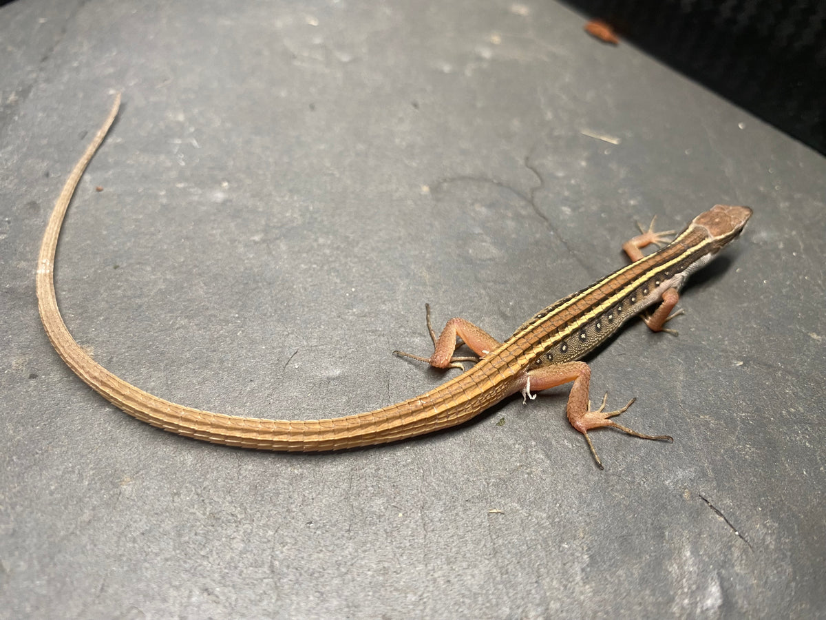 GRASS LIZARD
