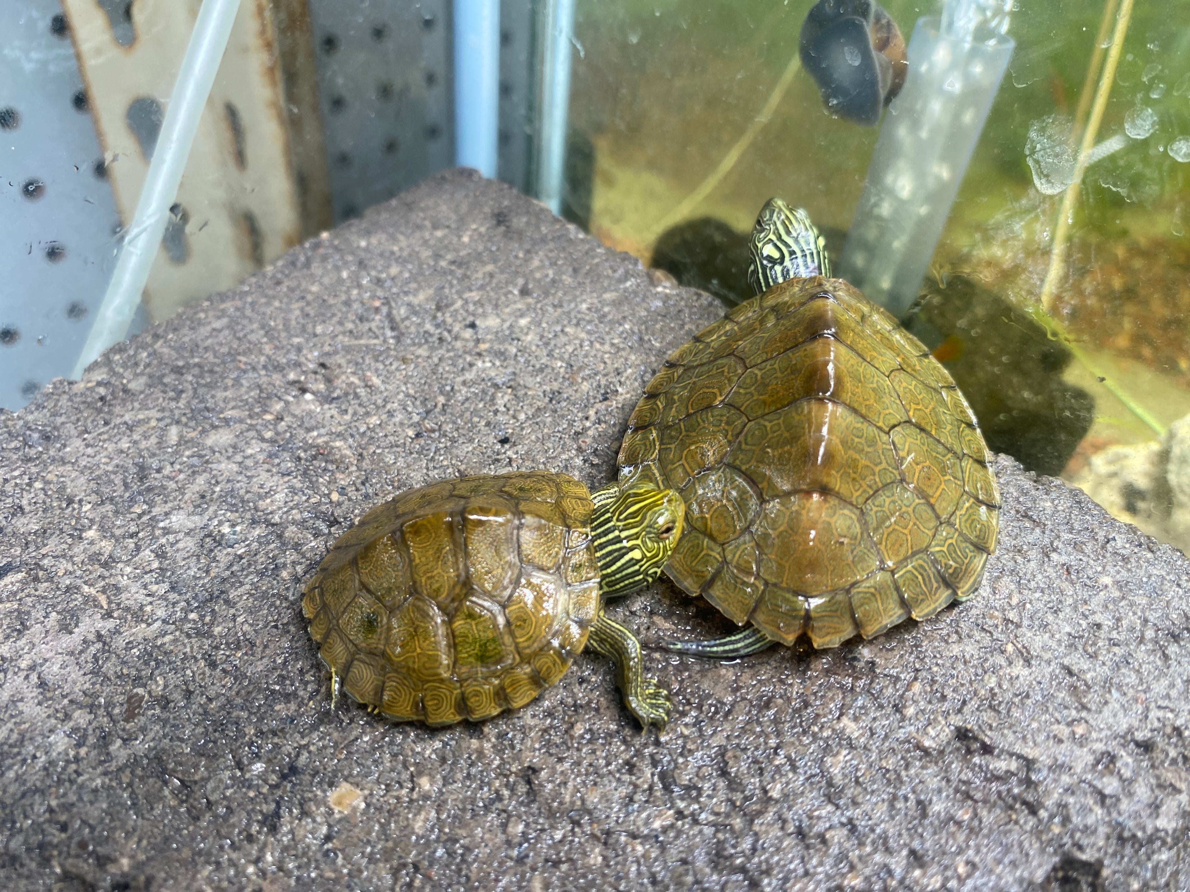 NORTHERN MAP TURTLE