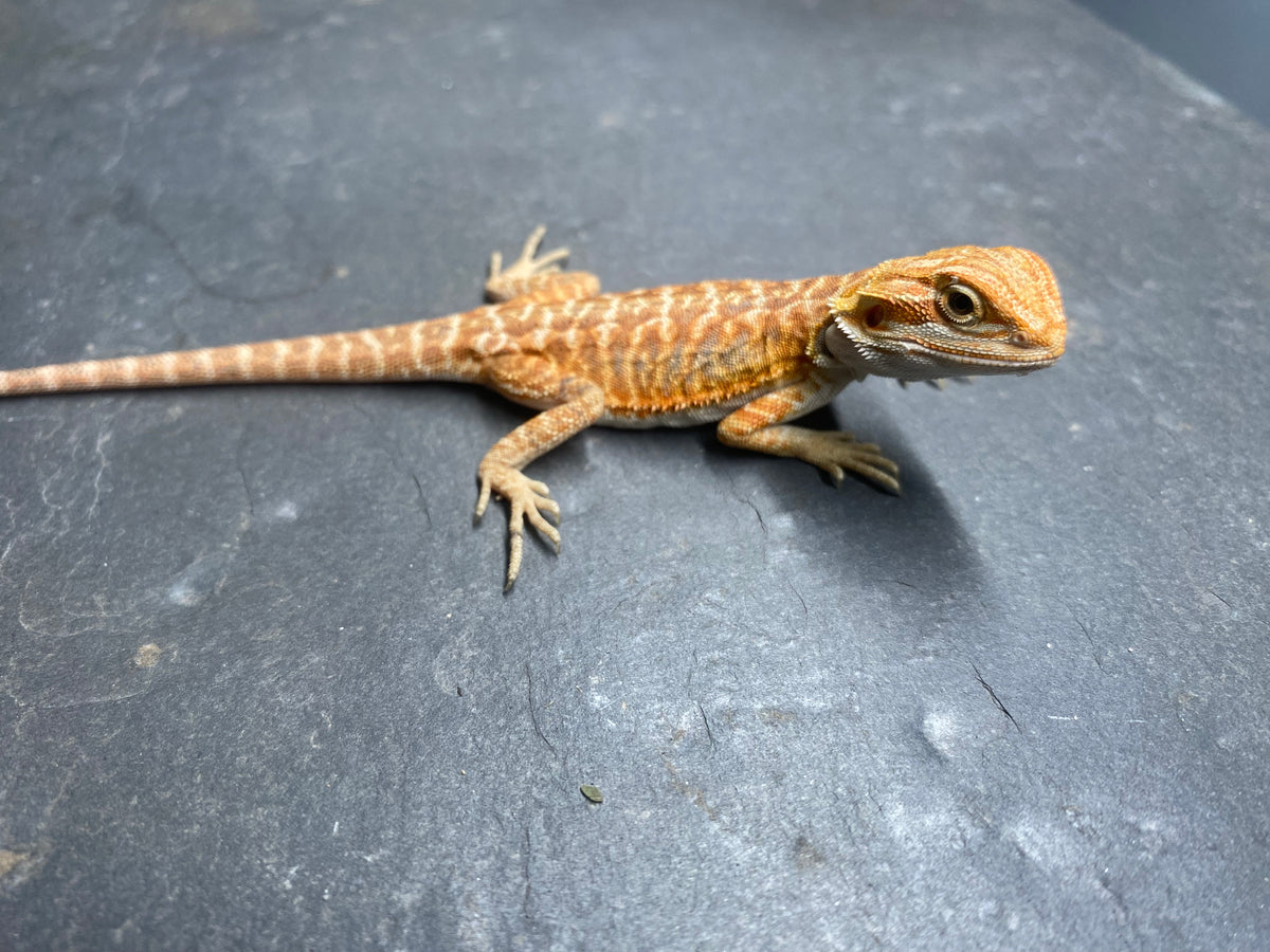 BEARDED DRAGON (012)