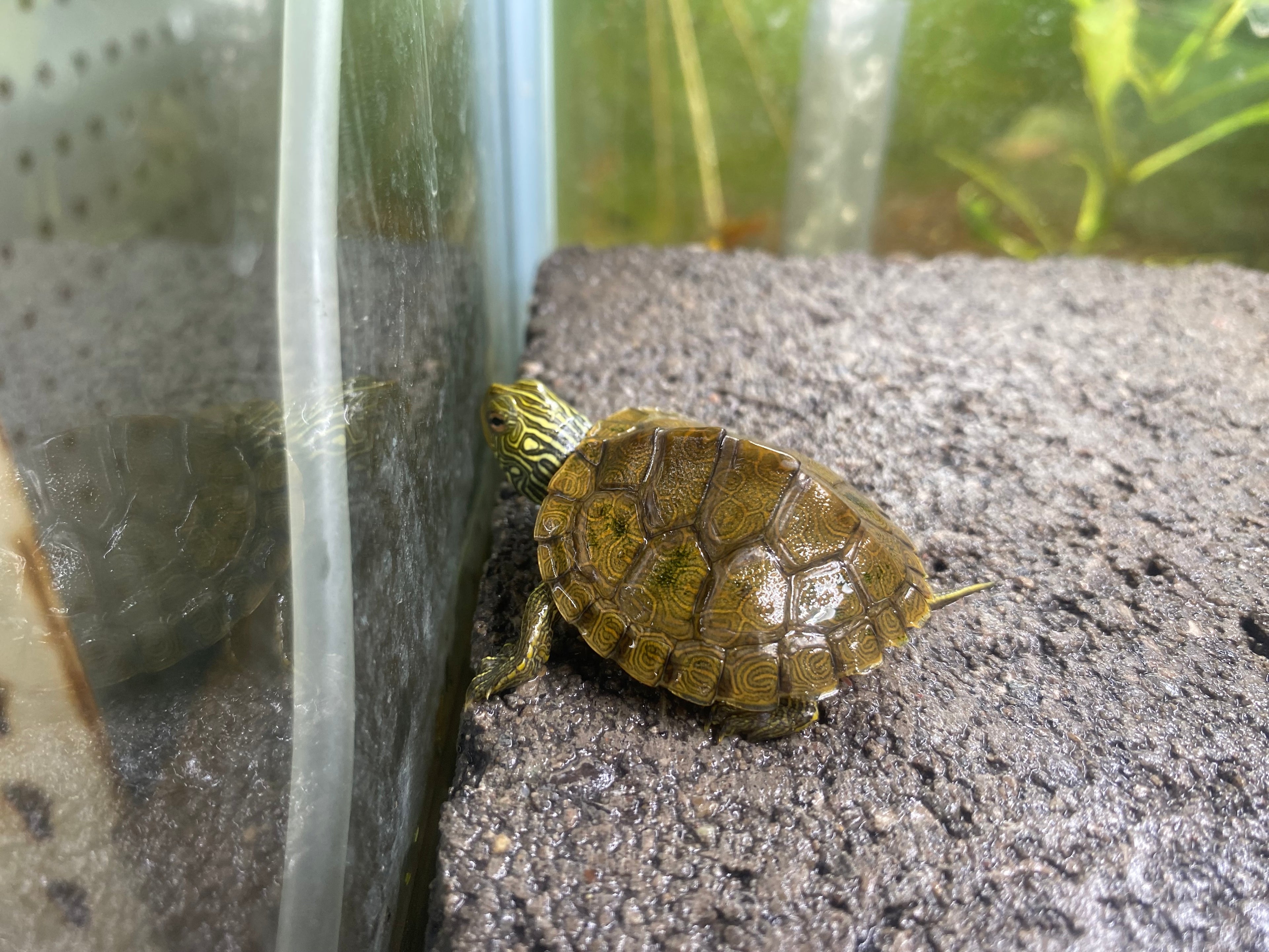 NORTHERN MAP TURTLE