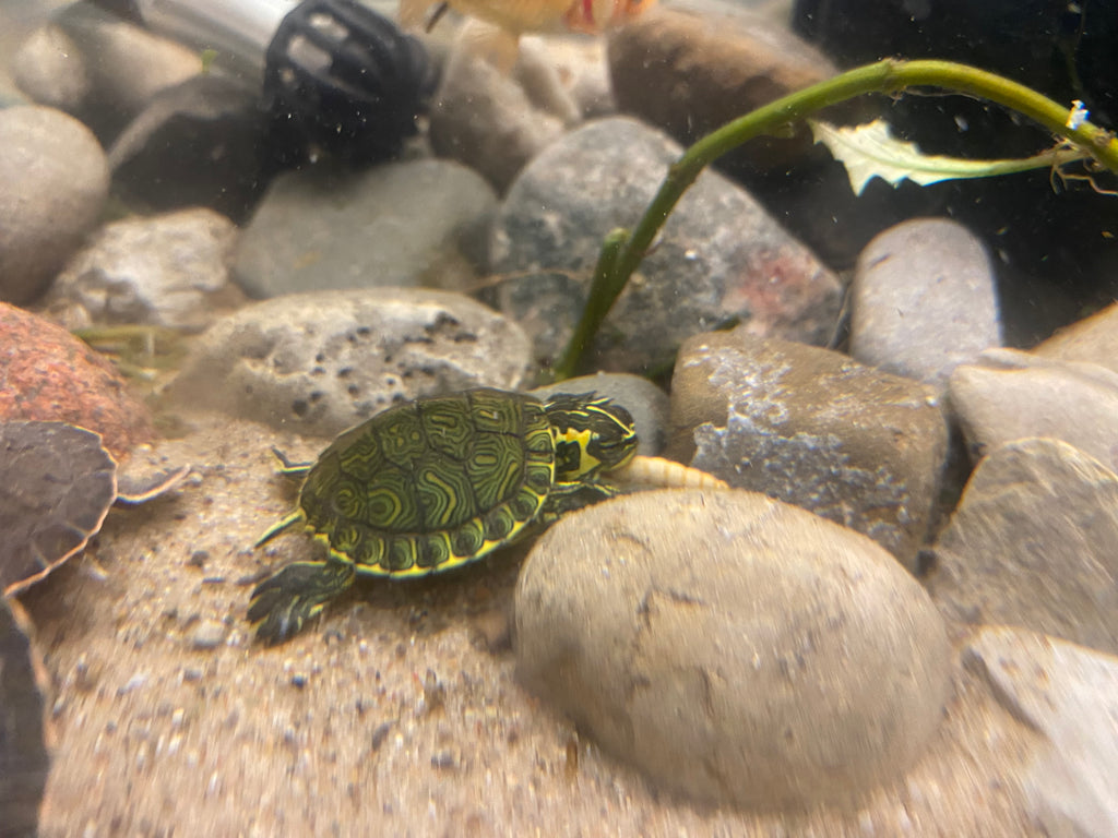 YELLOW-BELLIED SLIDER TURTLE