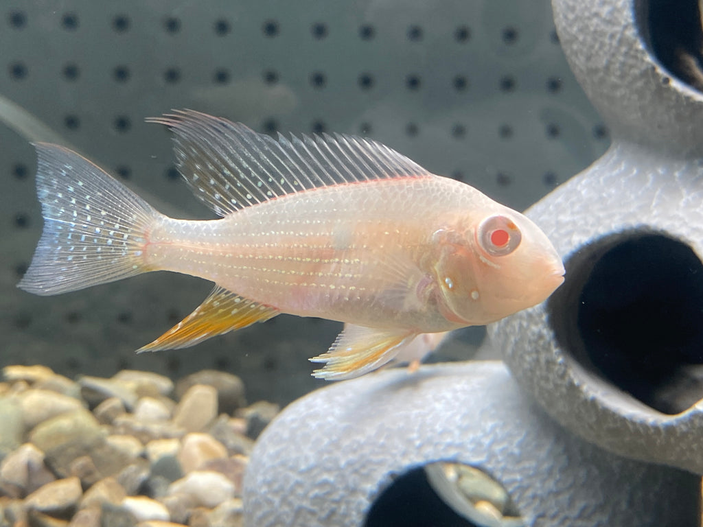 ALBINO GEOPHAGUS HECKELII CICHLID