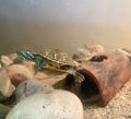 NORTHERN RED-BELLIED COOTER