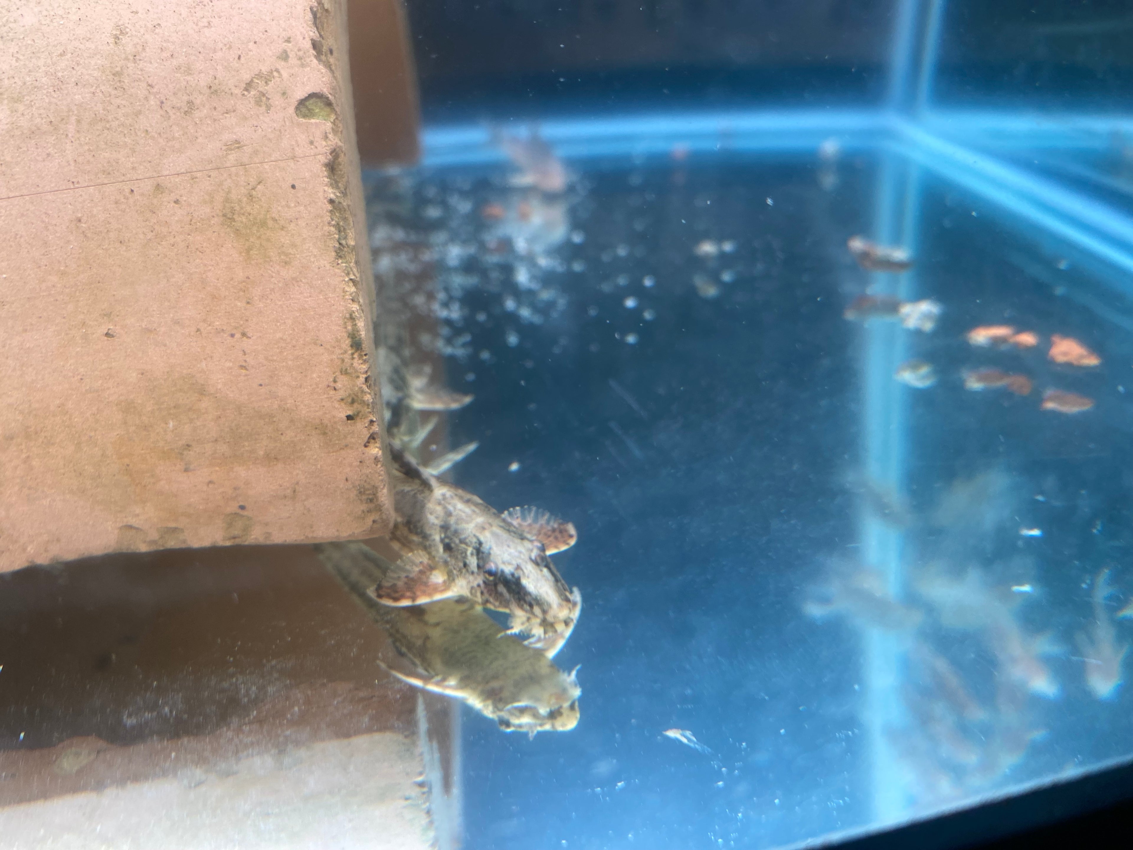 HIGH FIN WHIPTAIL CATFISH