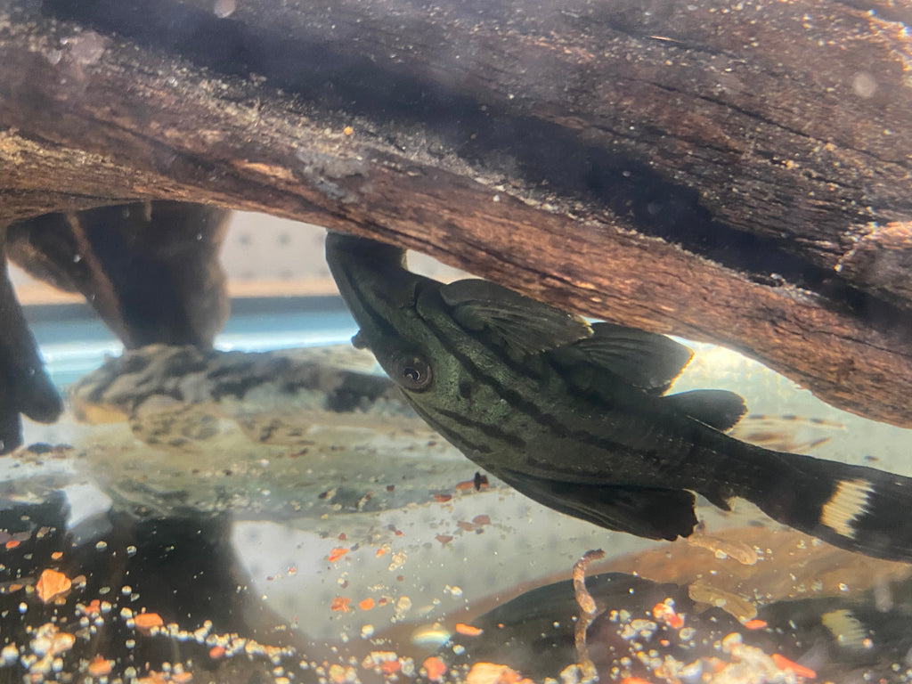 L-191 BROKEN LINE ROYAL PLECO