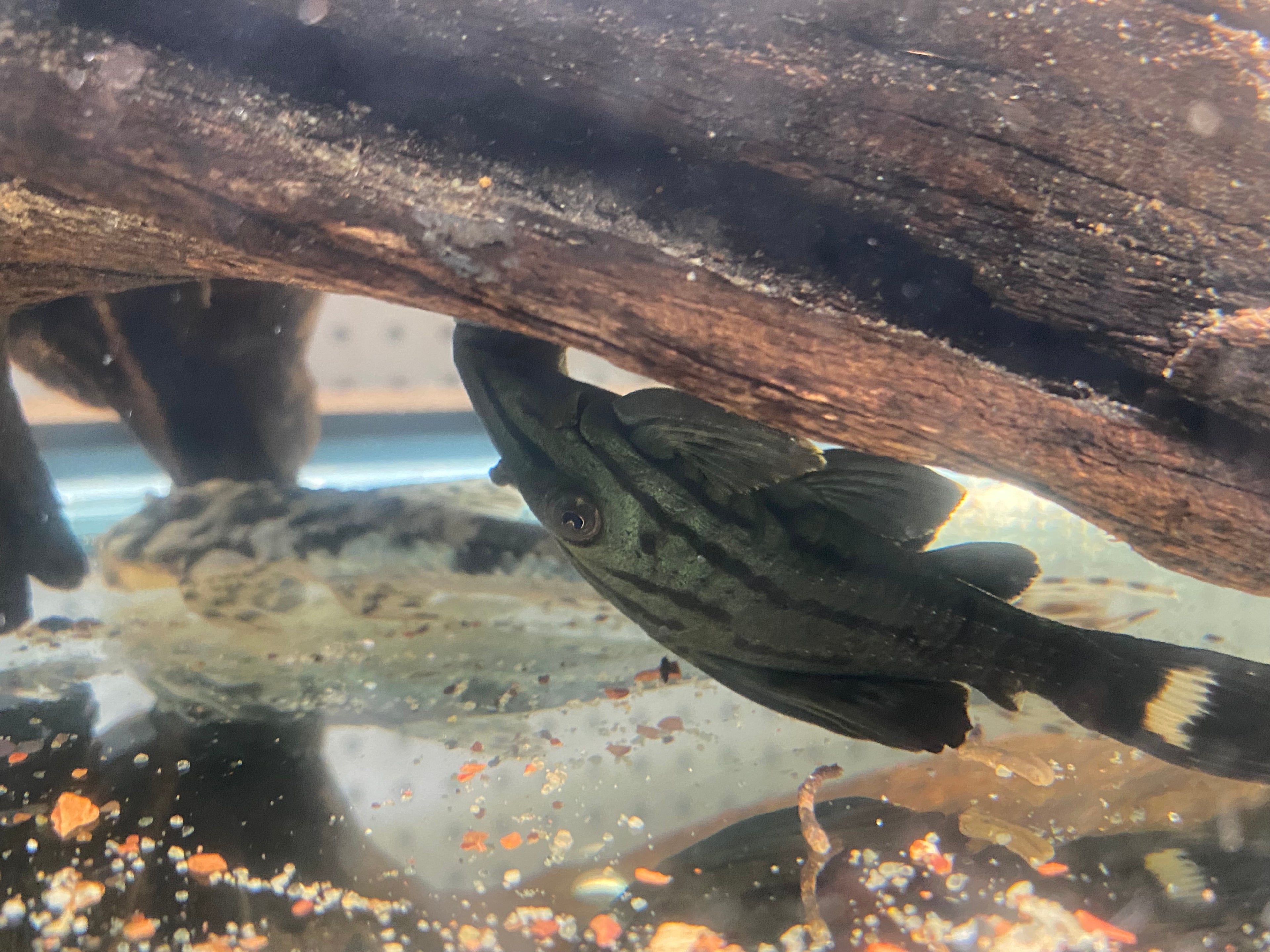 L-191 BROKEN LINE ROYAL PLECO