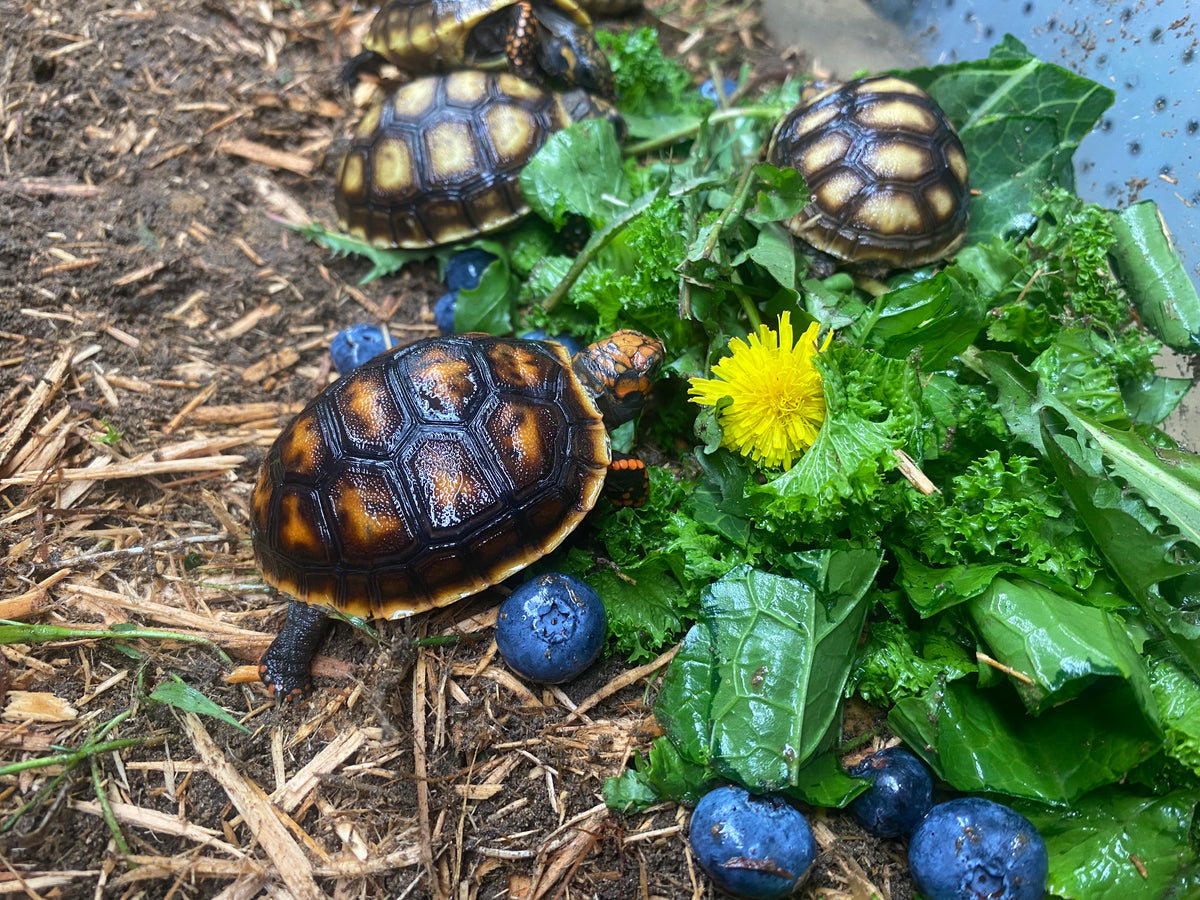 CHERRY HEAD RED-FOOTED TORTOISE
