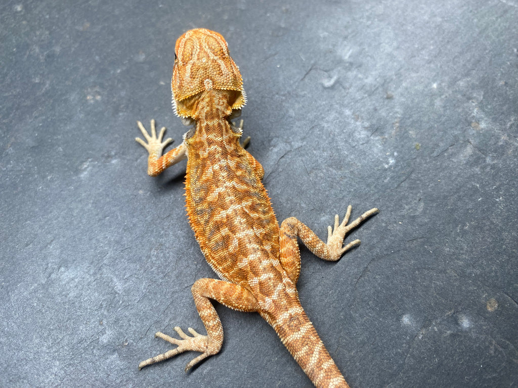BEARDED DRAGON (012)