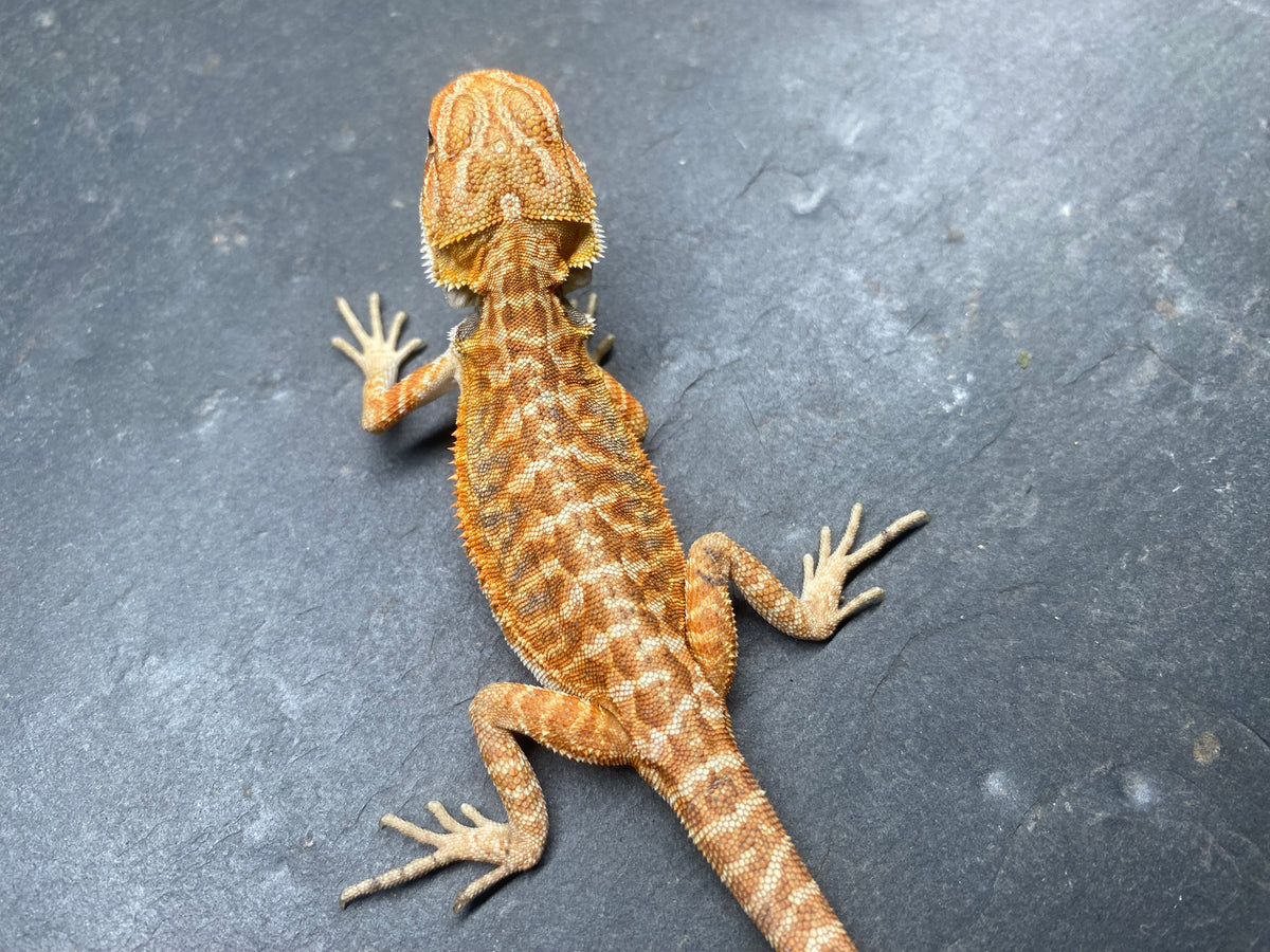 BEARDED DRAGON (012)