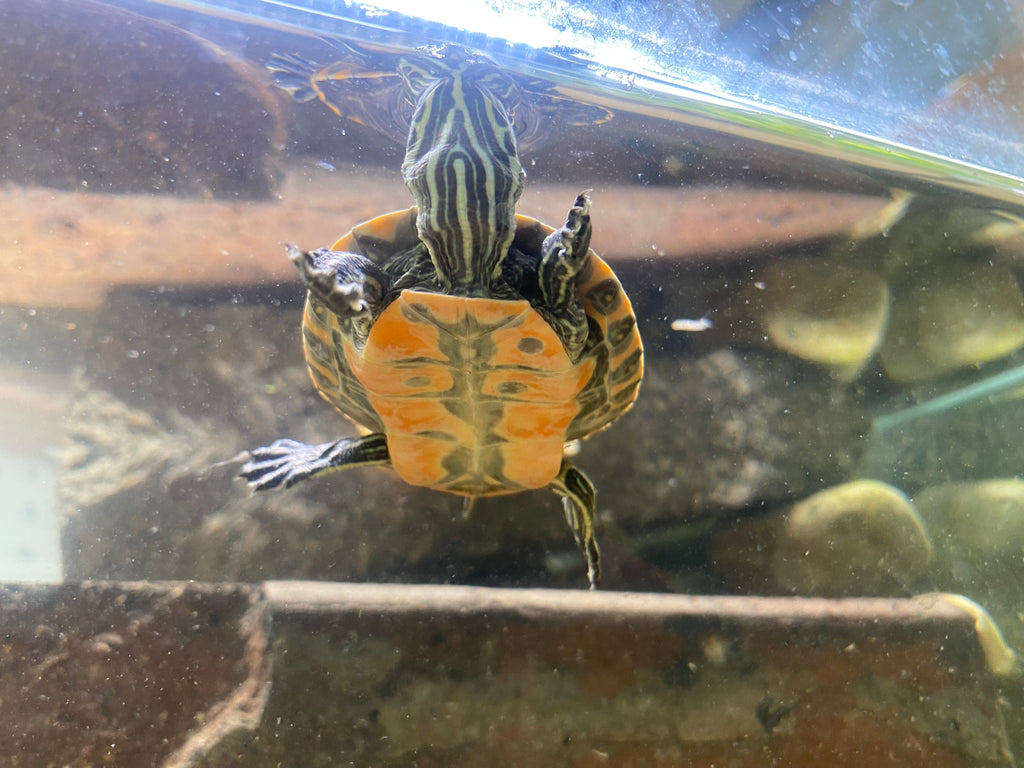 WESTERN PAINTED TURTLE