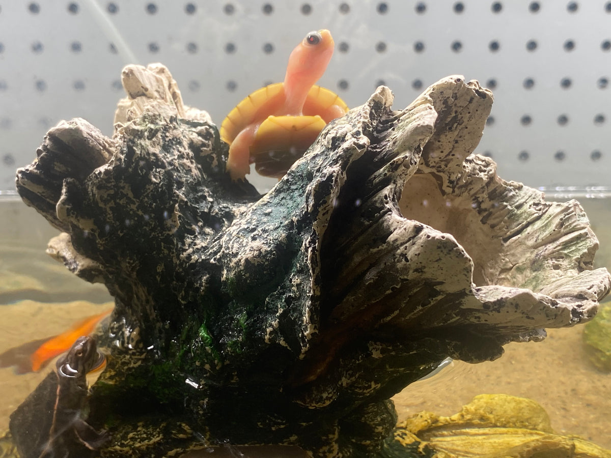 CARAMEL PINK ALBINO RED-EARED SLIDER TURTLE