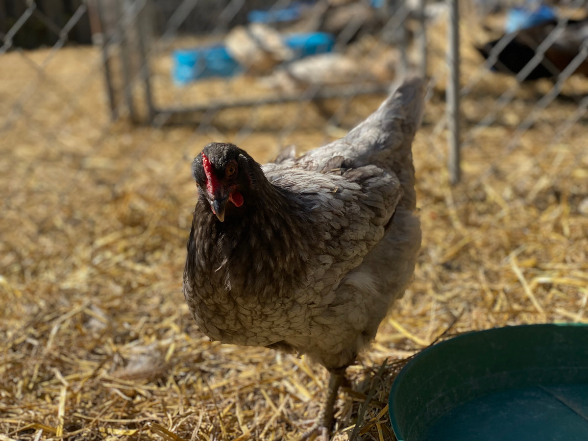 CHICKEN PULLETS