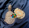 GEOFFROY'S SIDE-NECKED TURTLE