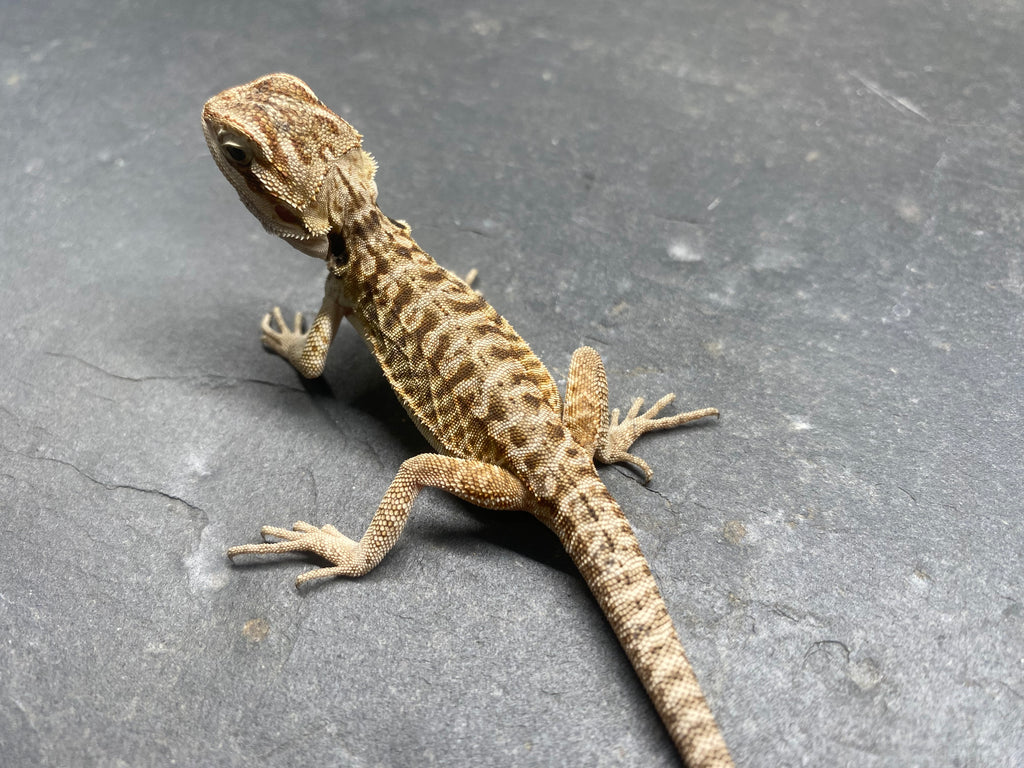 BEARDED DRAGON (011)