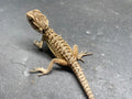 BEARDED DRAGON (011)