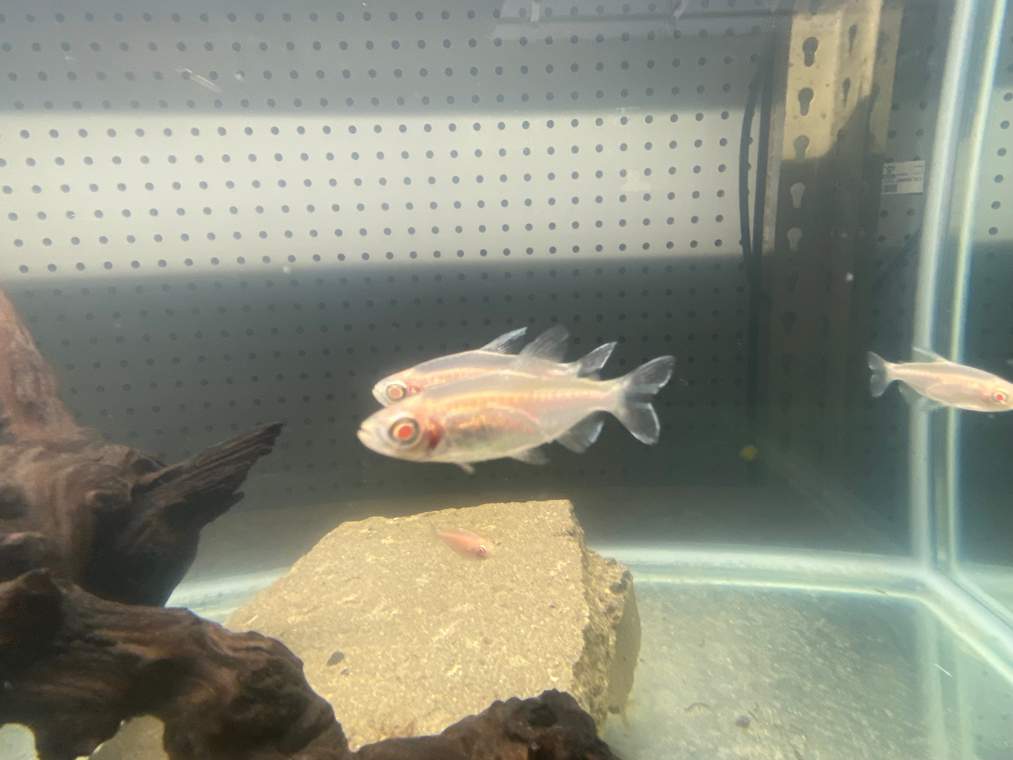 ALBINO CONGO TETRA