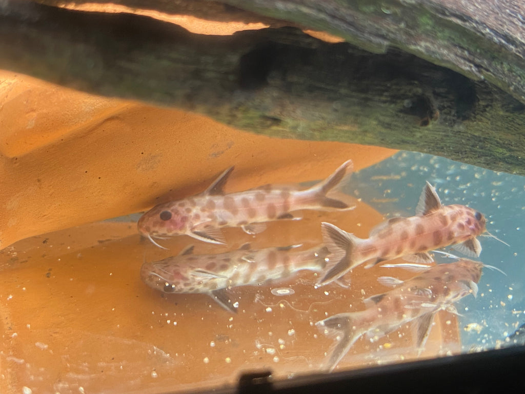 PINK PETRICOLA CATFISH