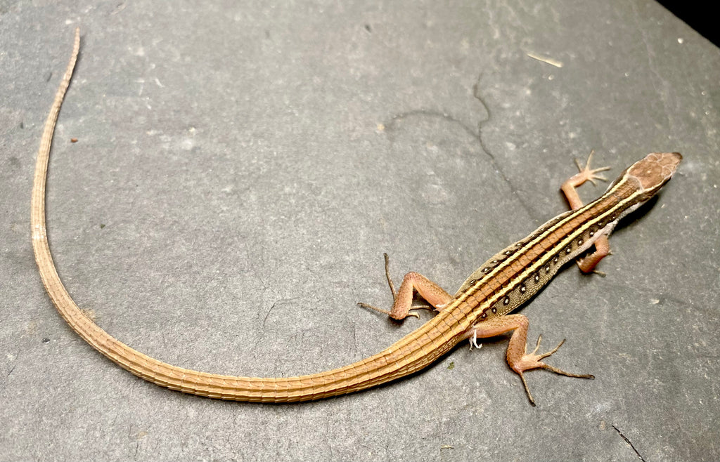 GRASS LIZARD