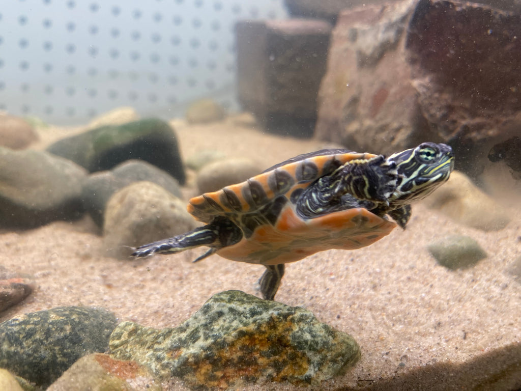 WESTERN PAINTED TURTLE