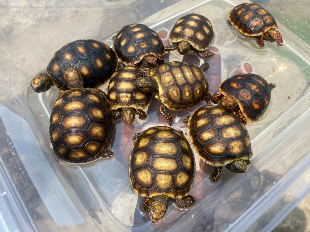 CHERRY HEAD RED-FOOTED TORTOISE