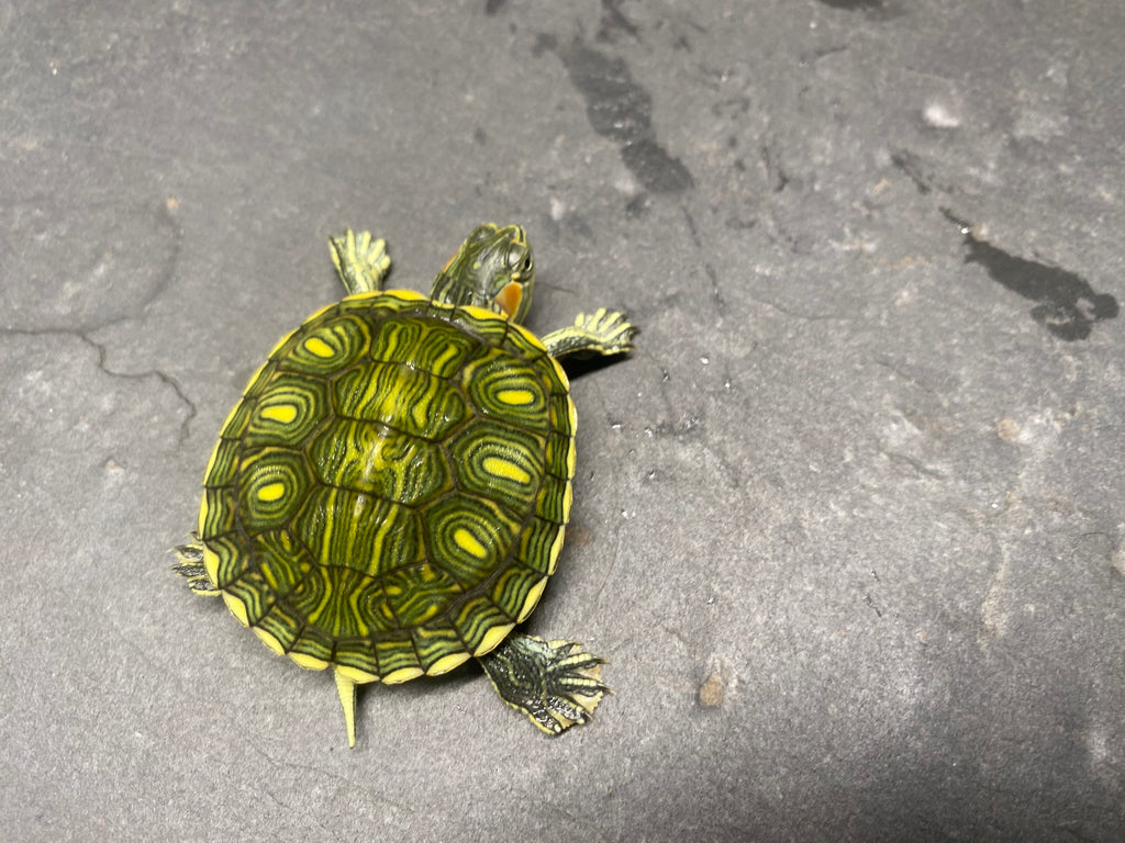 Picasso Red-Eared Slider