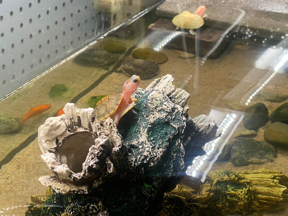 CARAMEL PINK ALBINO RED-EARED SLIDER TURTLE