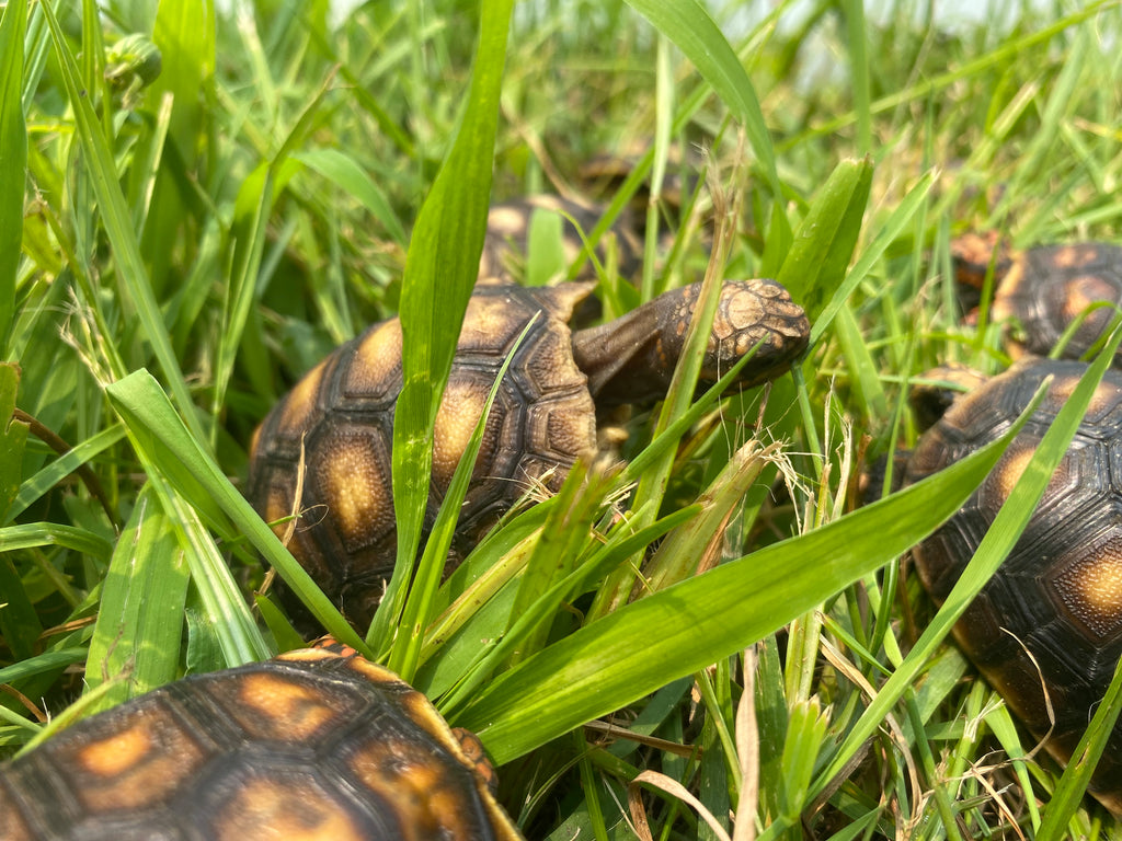 CHERRY HEAD RED-FOOTED TORTOISE