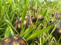 CHERRY HEAD RED-FOOTED TORTOISE