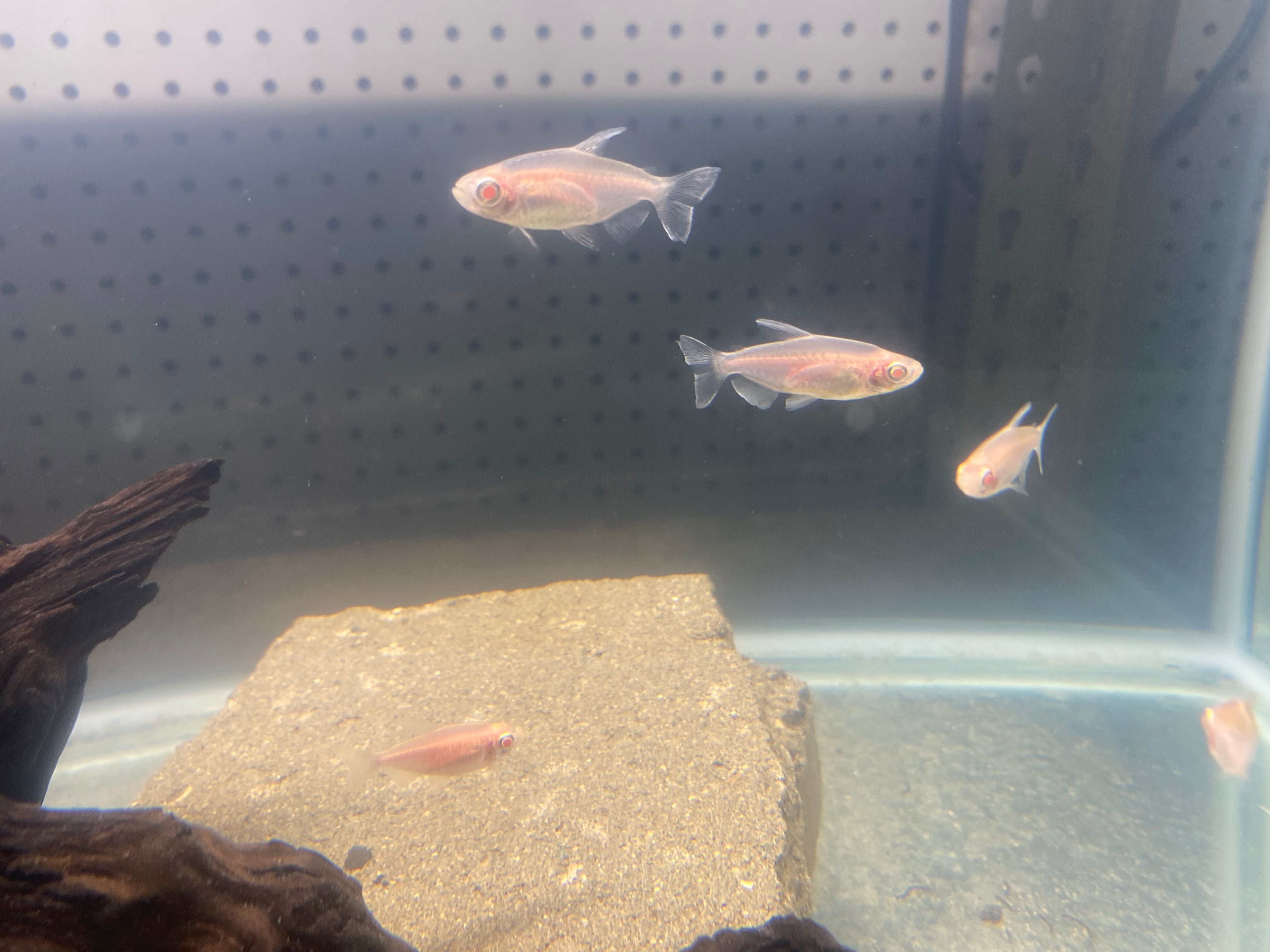 ALBINO CONGO TETRA