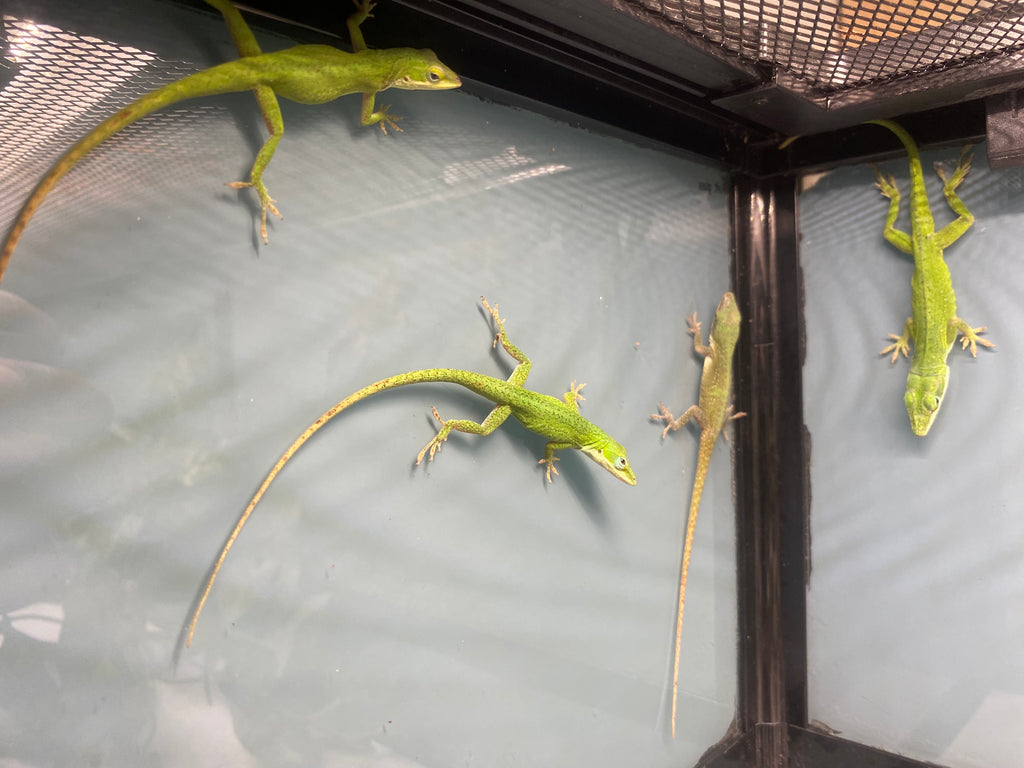 GREEN ANOLE
