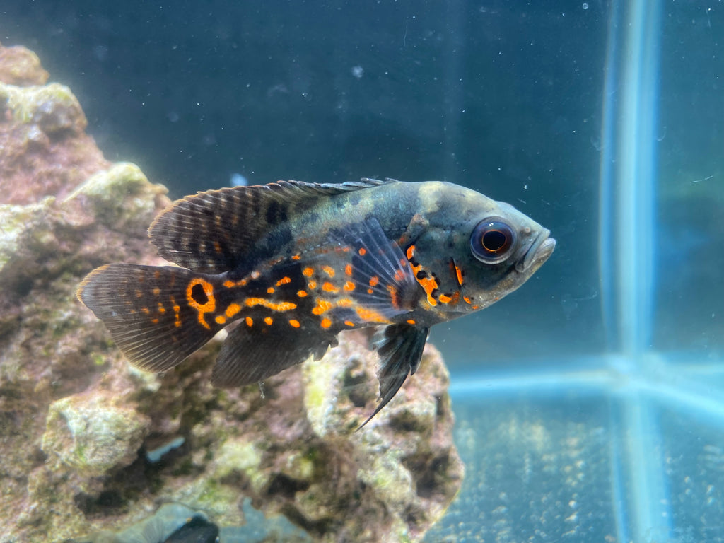 RED TIGER OSCAR