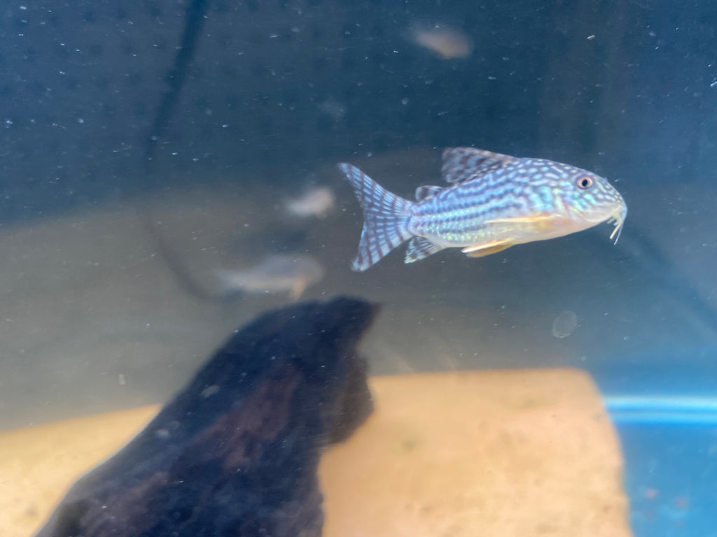 STERBAI CORYDORAS